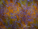 Algodón Batik
