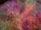 Tela de algodon Batik